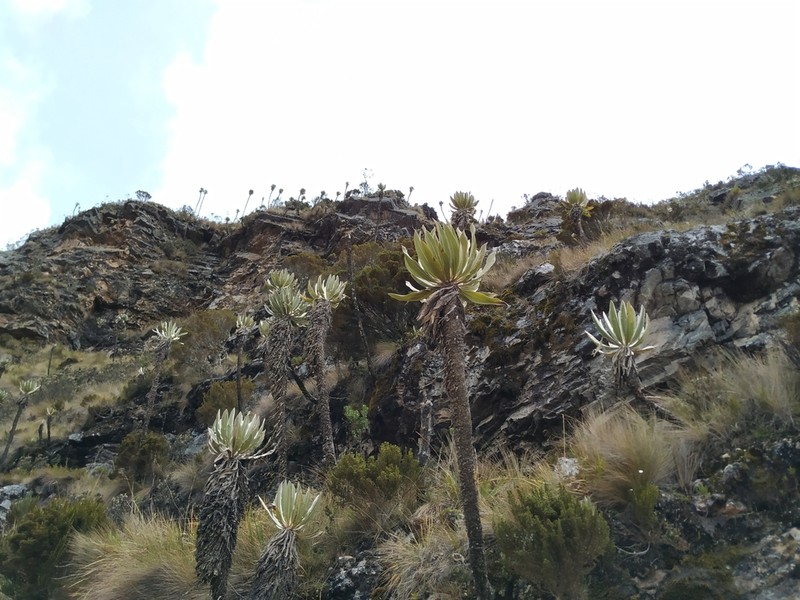 Espeletia cachaluensis photo 8