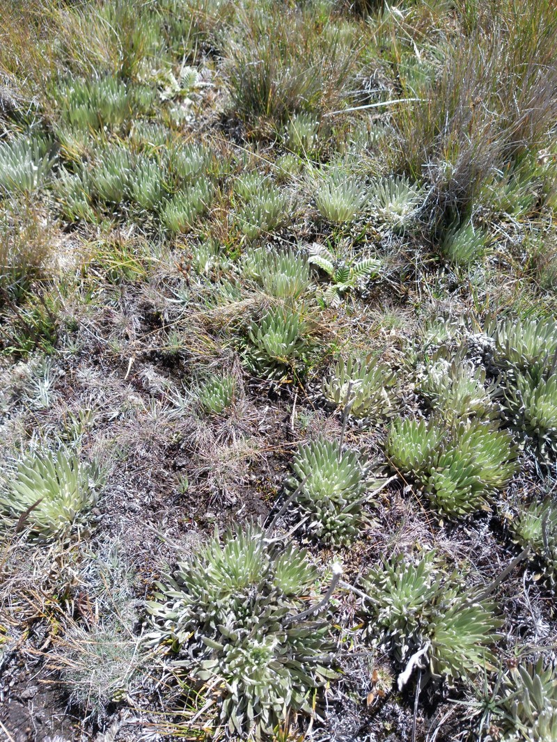 Espeletia caldasii photo 2