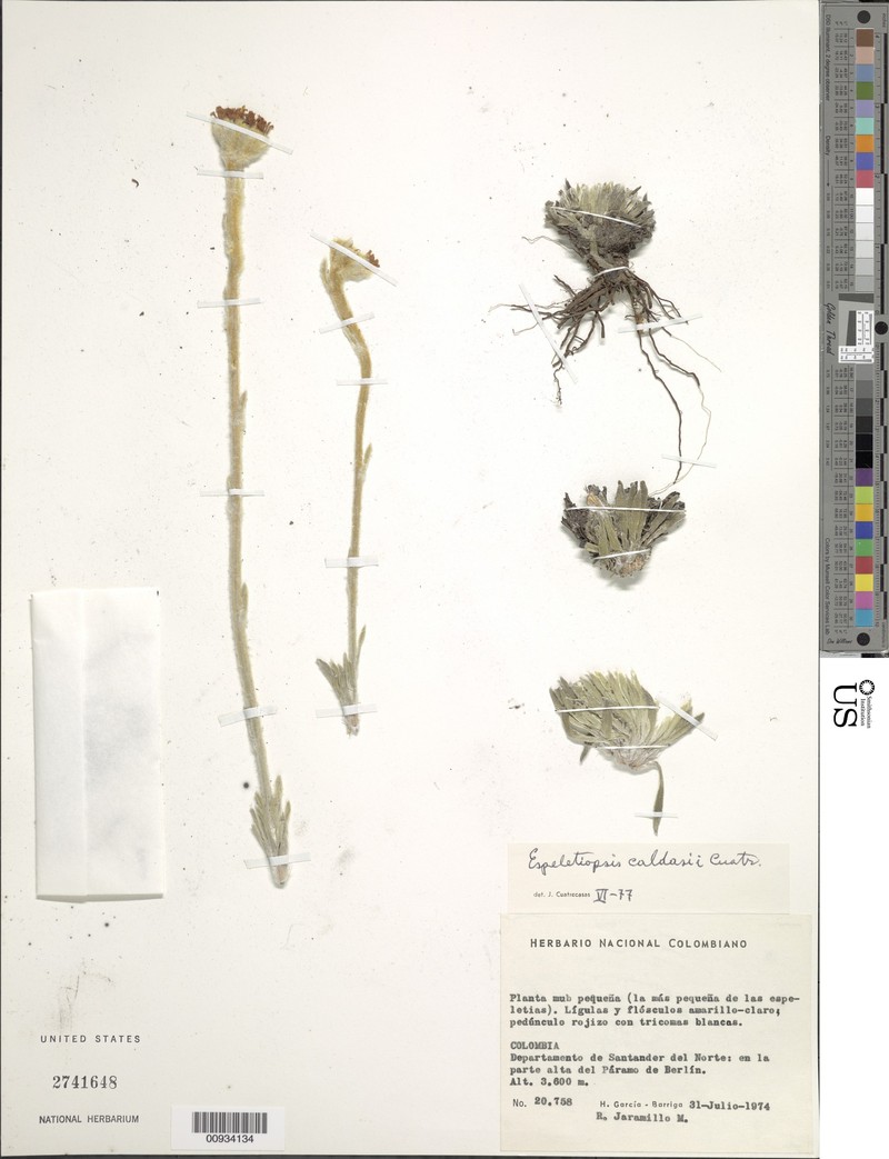 Espeletia caldasii photo 3