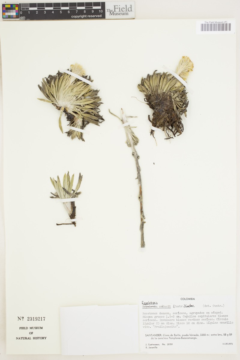 Espeletia caldasii photo 4