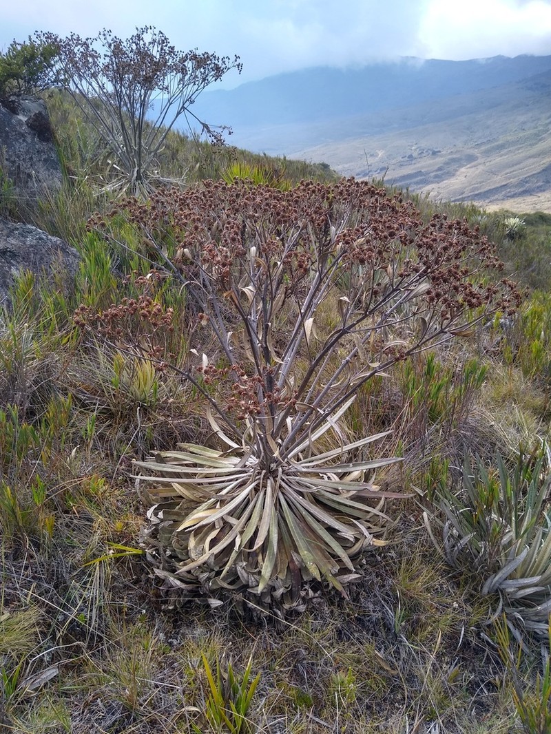 Espeletia cardonae