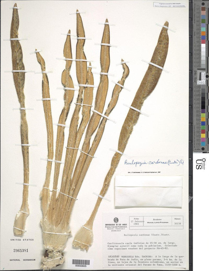 Espeletia cardonae photo 2