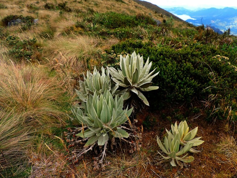 Espeletia cayetana