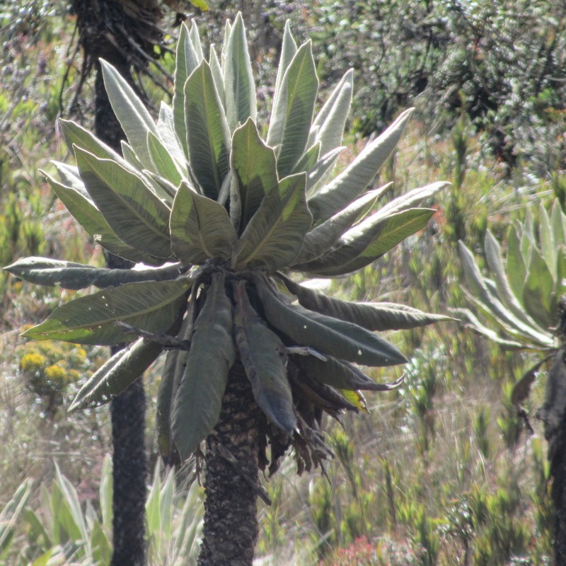Espeletia cayetana photo 3