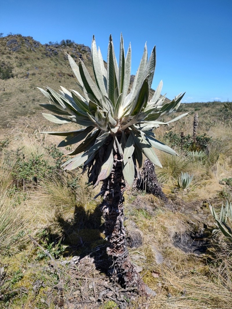 Espeletia cayetana photo 4