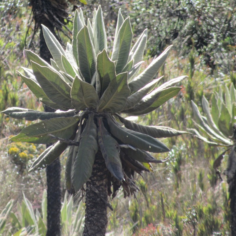 Espeletia cayetana photo 6