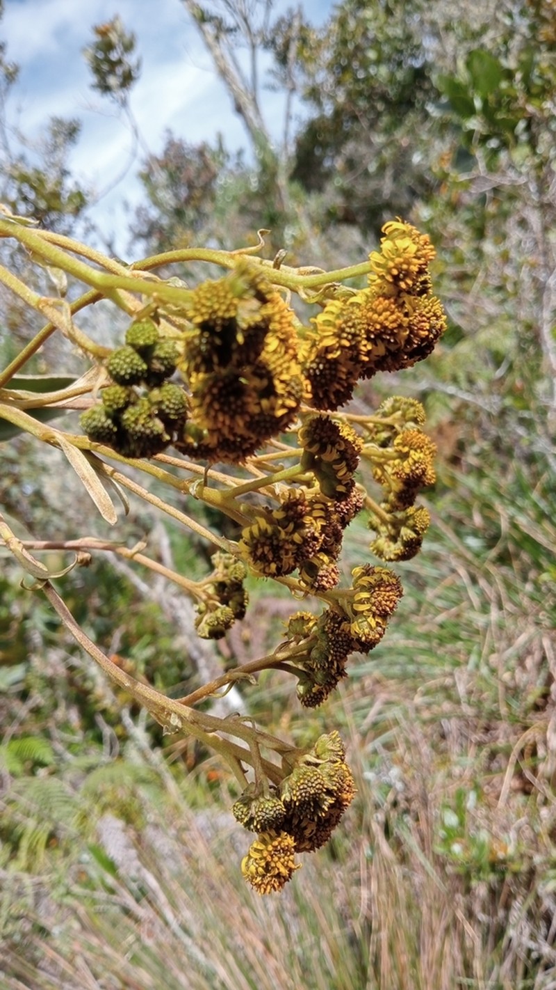 Espeletia chardonii