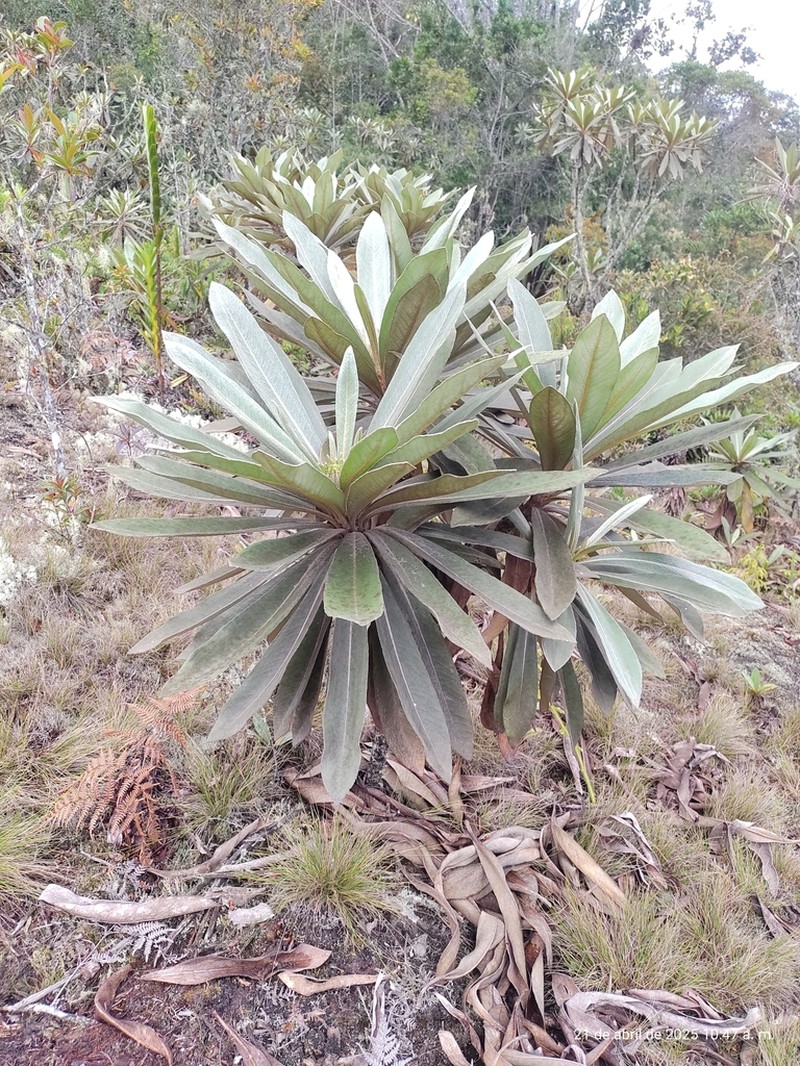Espeletia chardonii photo 2