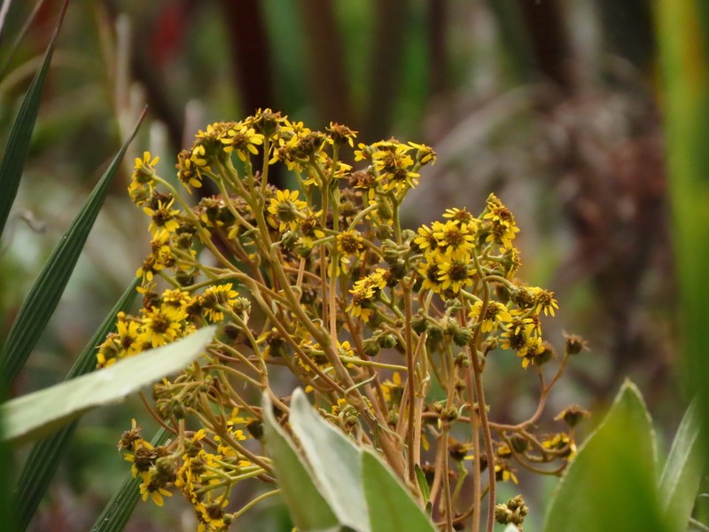 Espeletia chardonii photo 3