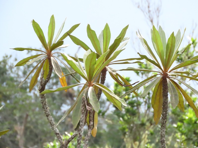 Espeletia chardonii photo 4