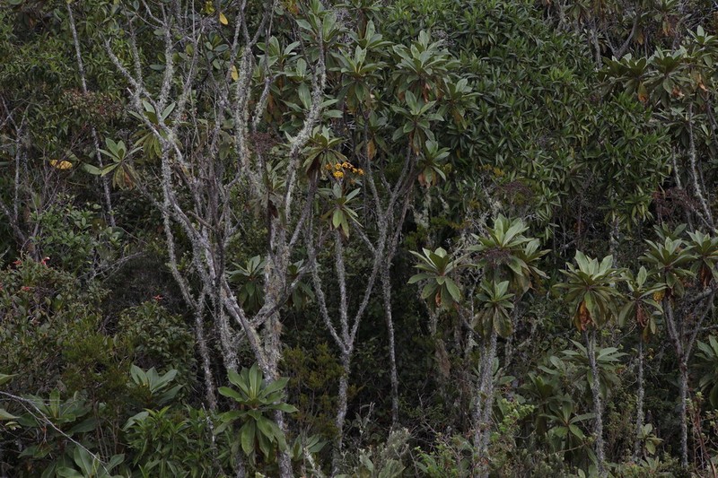 Espeletia chardonii photo 6