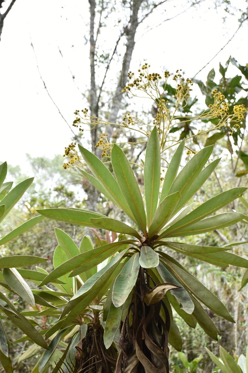 Espeletia chardonii photo 8