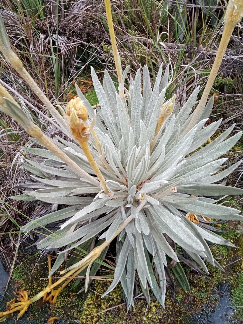 Espeletia chocontana photo 3