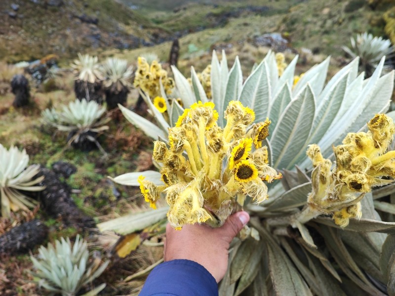 Espeletia cleefii