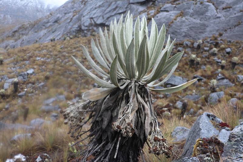 Espeletia cleefii photo 2