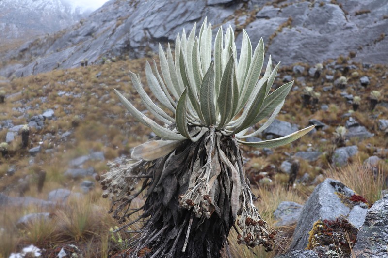 Espeletia cleefii photo 3