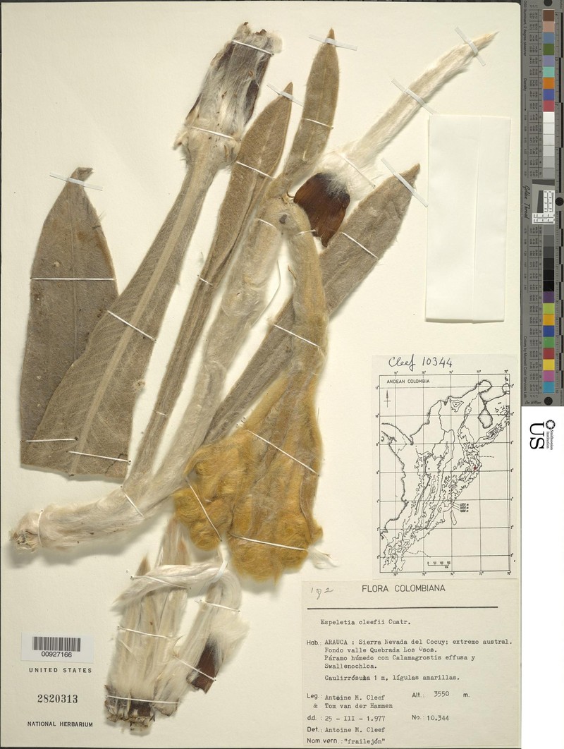 Espeletia cleefii photo 4