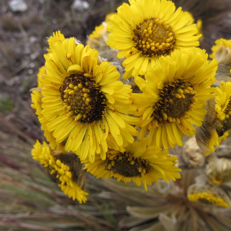 Espeletia colombiana