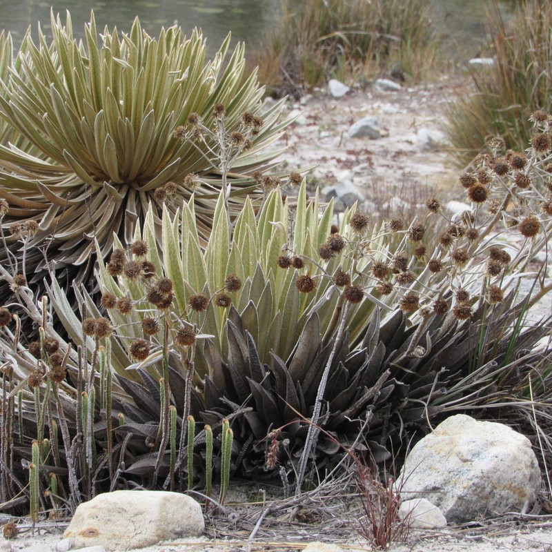Espeletia colombiana photo 2