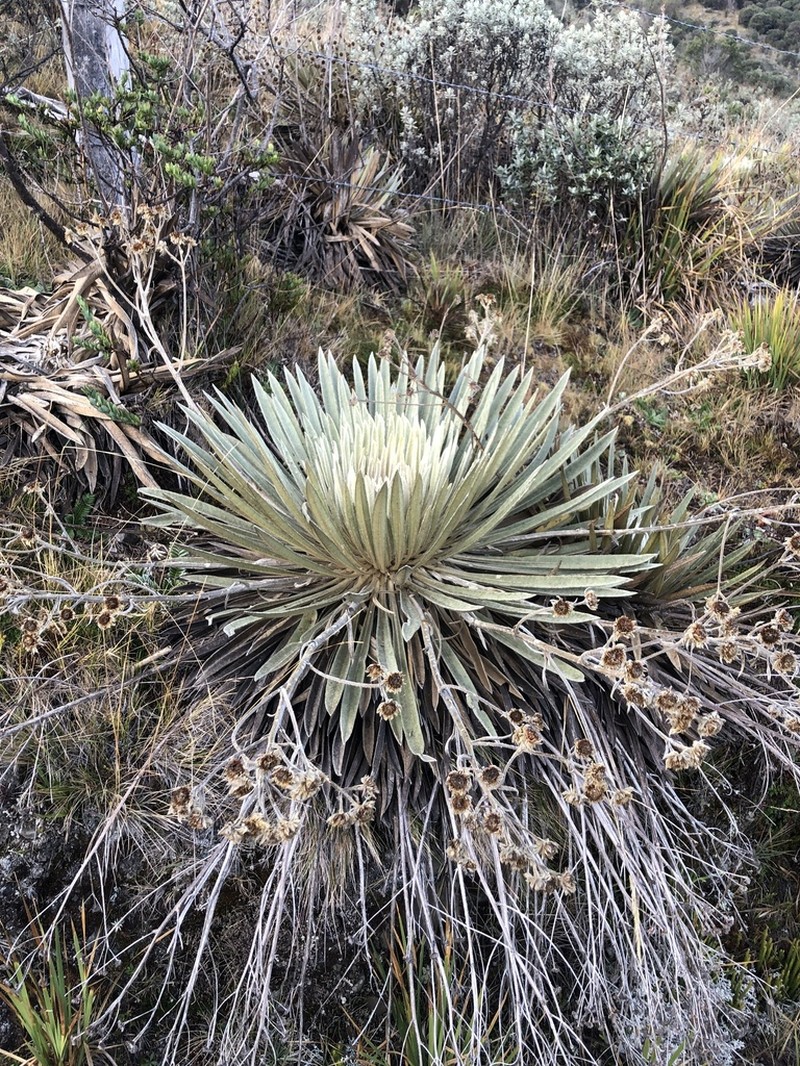 Espeletia colombiana photo 3
