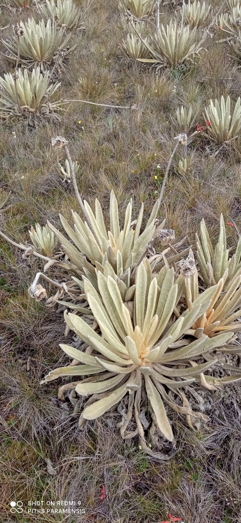 Espeletia congestiflora