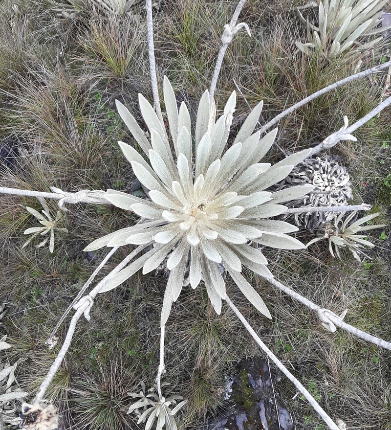 Espeletia congestiflora photo 2