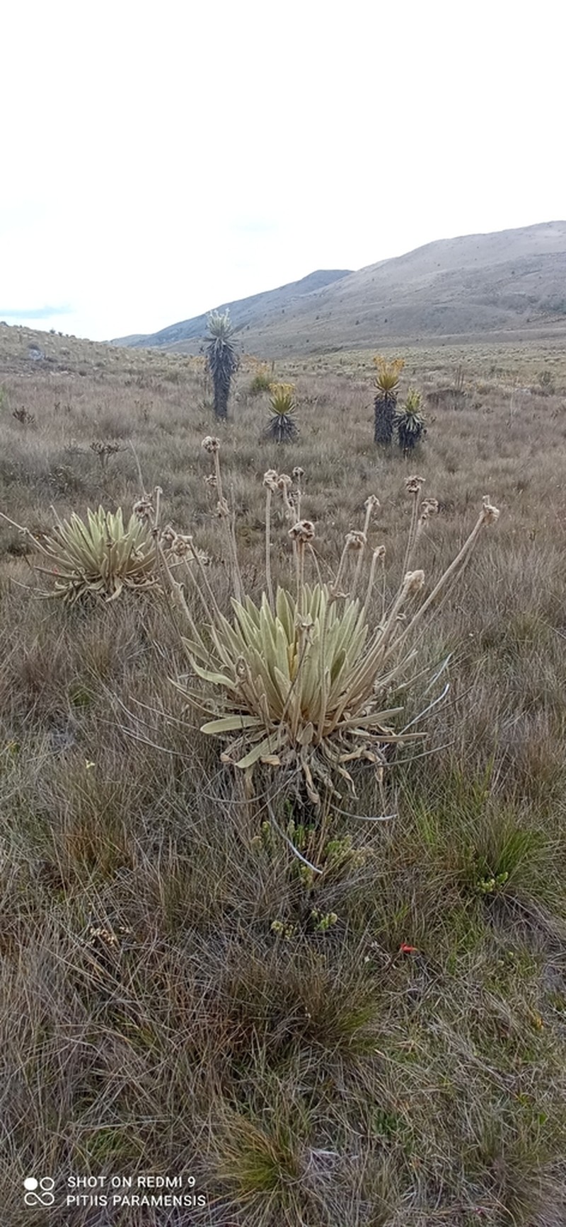 Espeletia congestiflora photo 3