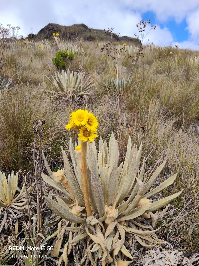 Espeletia congestiflora photo 4
