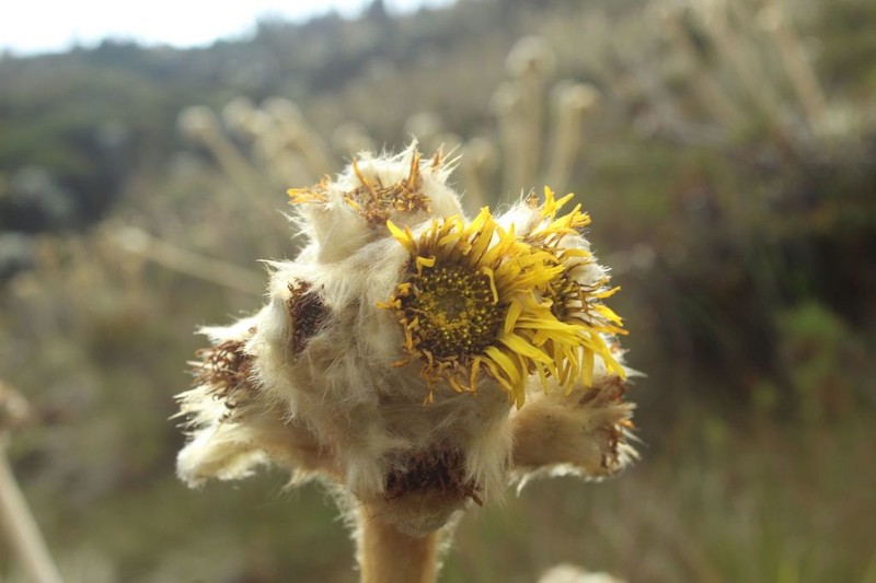 Espeletia congestiflora photo 5