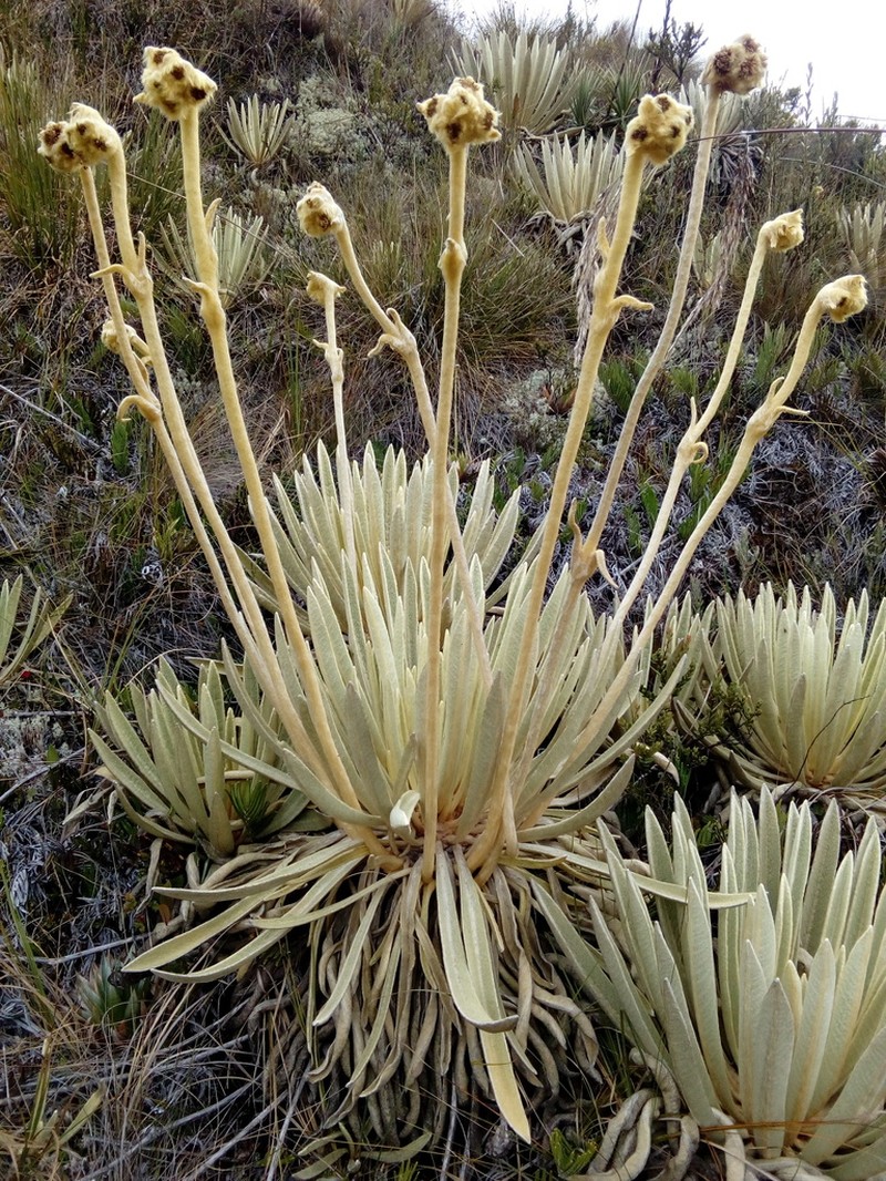 Espeletia congestiflora photo 6