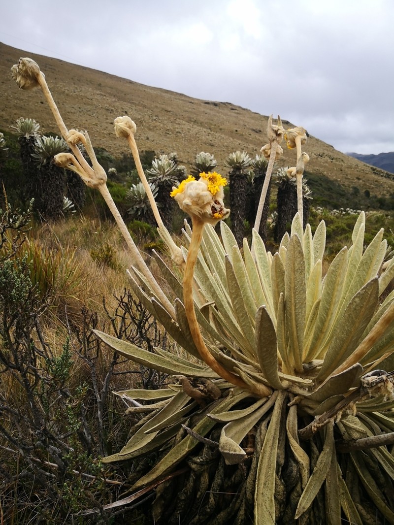 Espeletia congestiflora photo 7