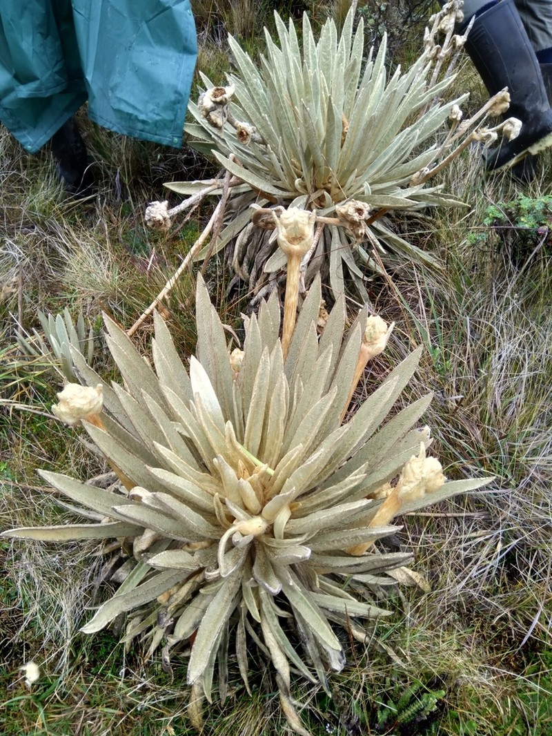 Espeletia congestiflora photo 8