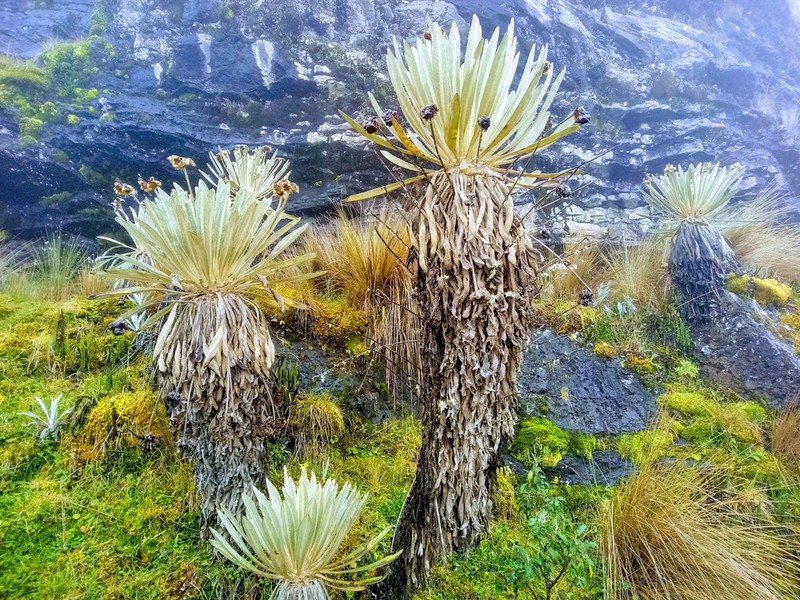 Espeletia conglomerata photo 2