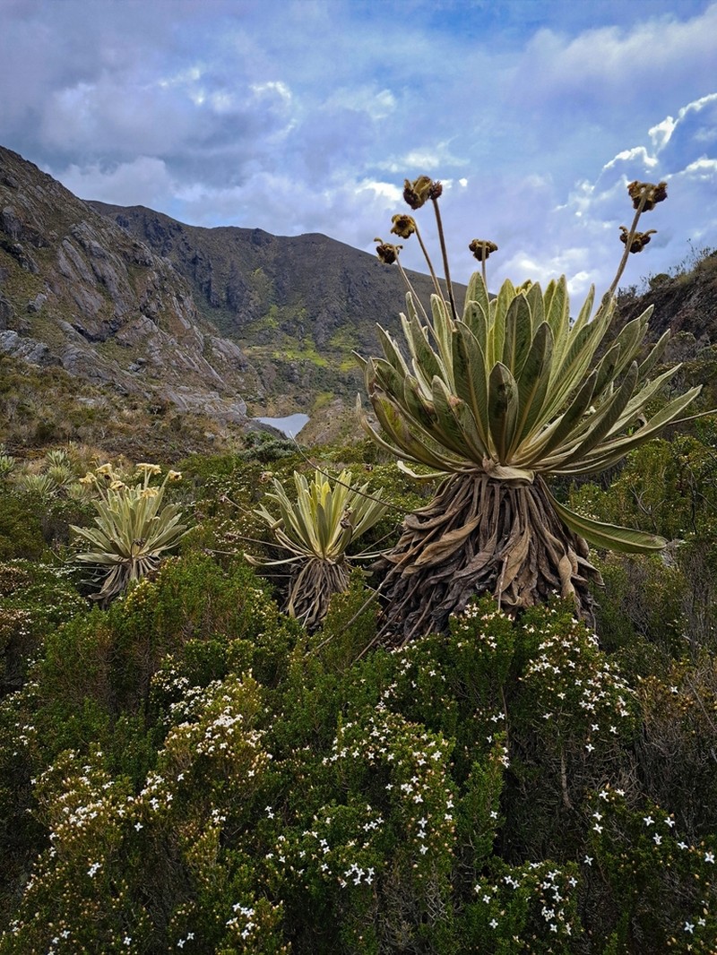 Espeletia conglomerata photo 3
