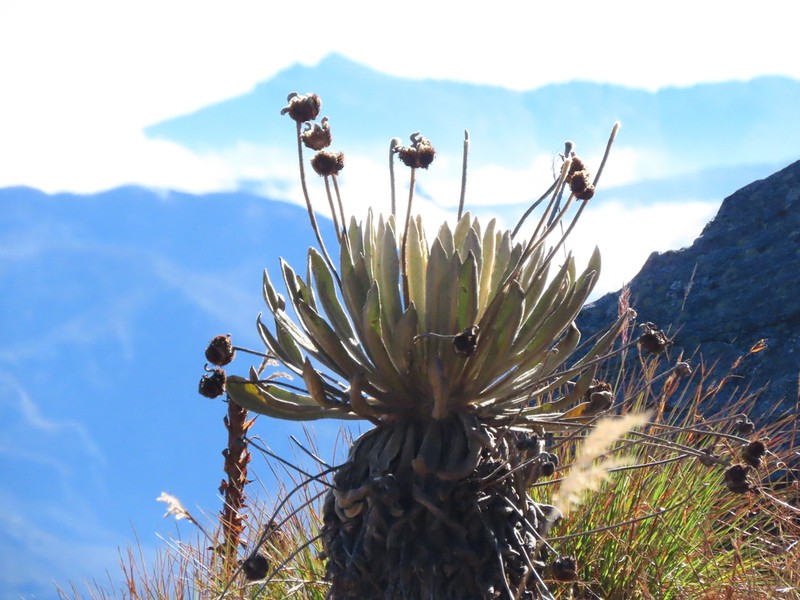 Espeletia conglomerata photo 4