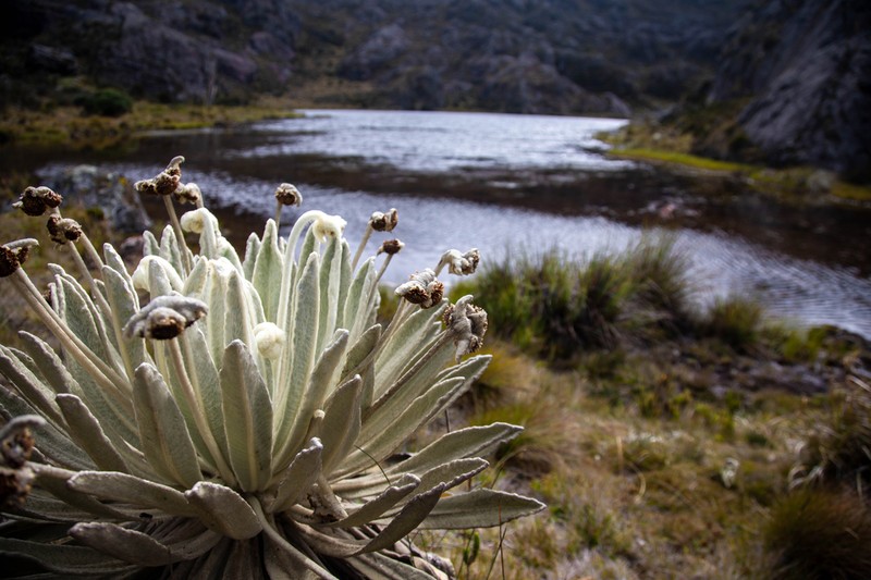 Espeletia conglomerata photo 5