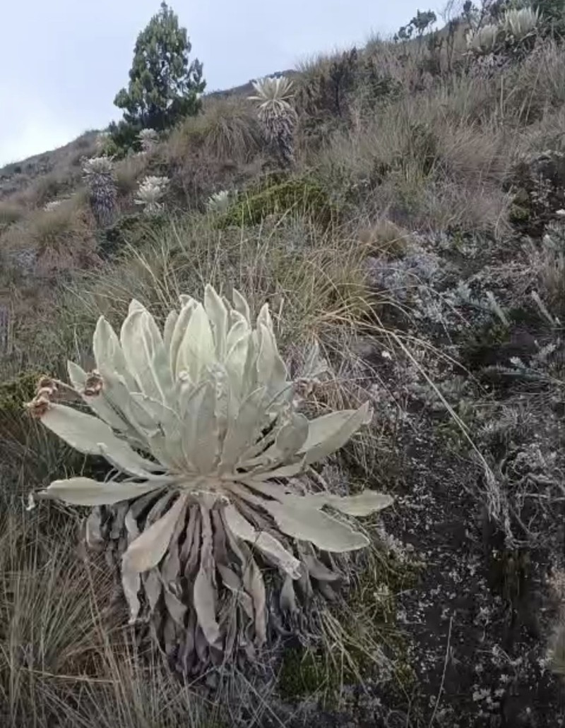 Espeletia conglomerata photo 6