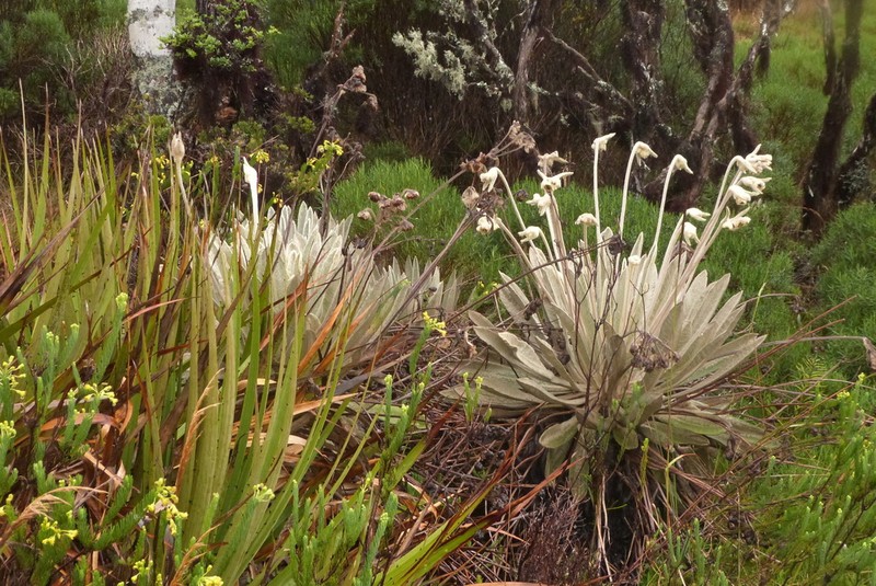 Espeletia conglomerata photo 7
