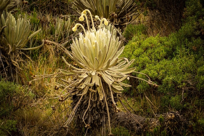 Espeletia conglomerata photo 8