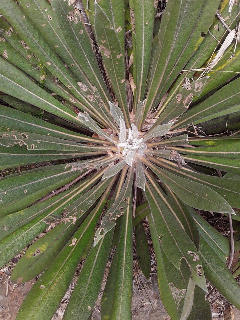 Espeletia corymbosa