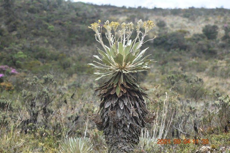 Espeletia corymbosa photo 2