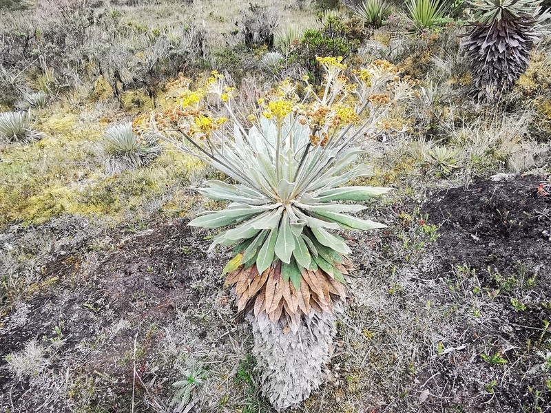 Espeletia corymbosa photo 3