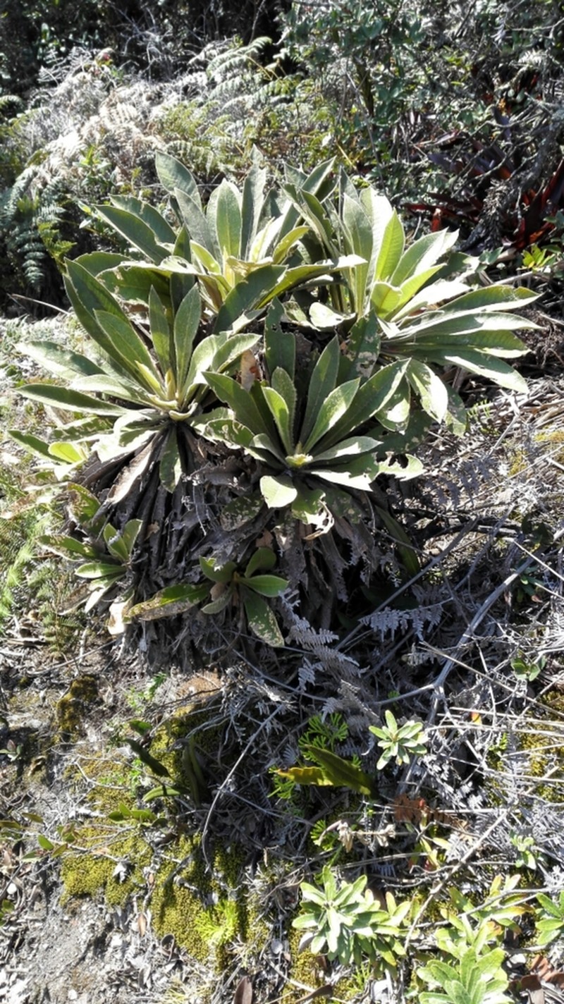 Espeletia corymbosa photo 5
