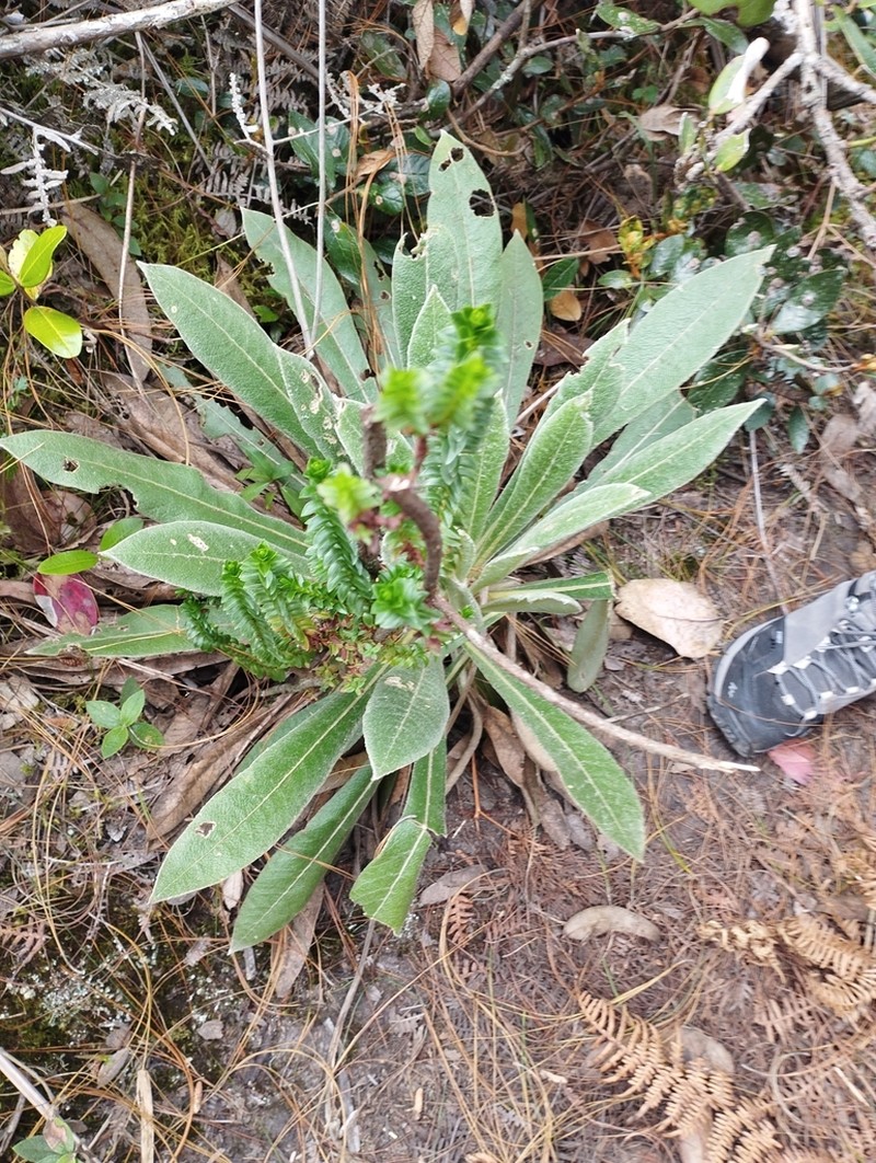 Espeletia corymbosa photo 6