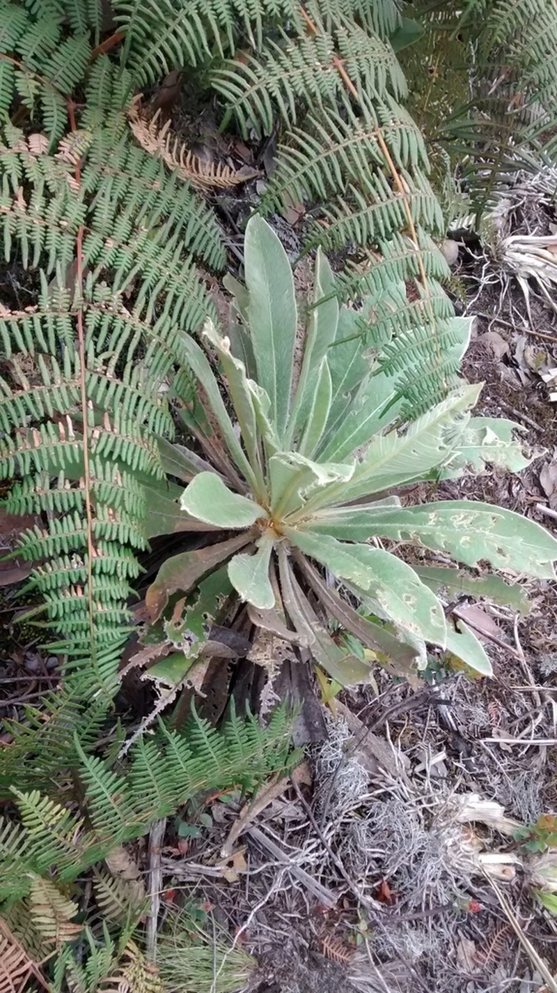 Espeletia corymbosa photo 7