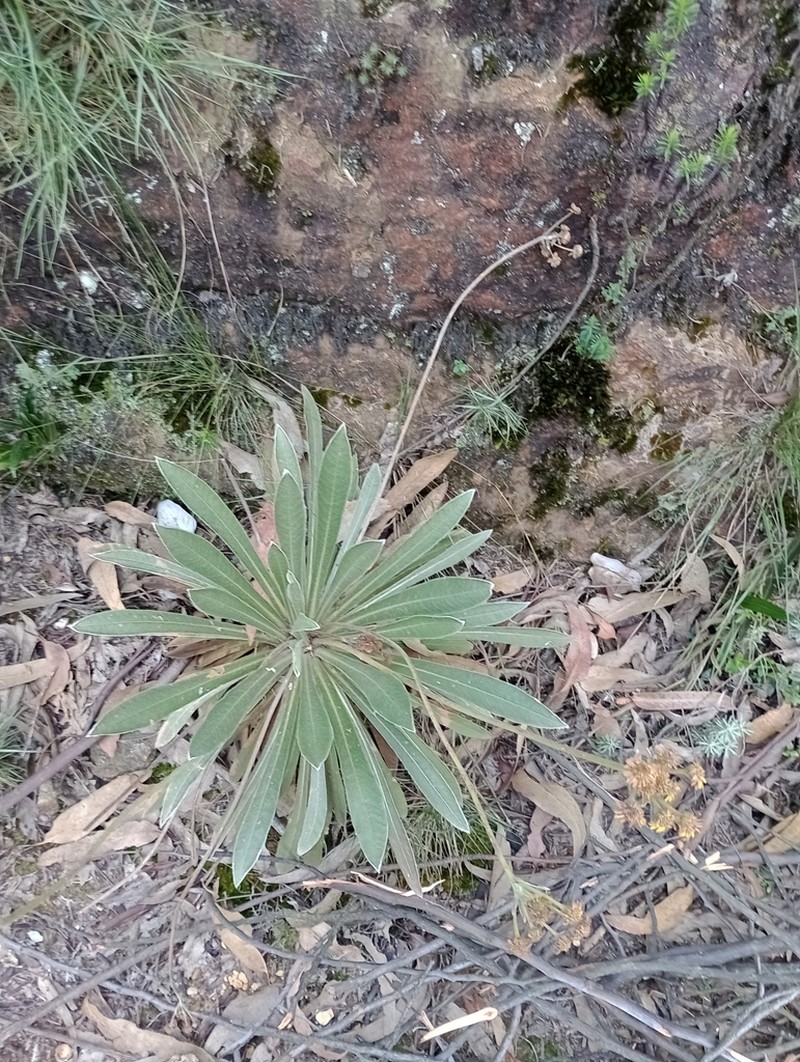 Espeletia corymbosa photo 8