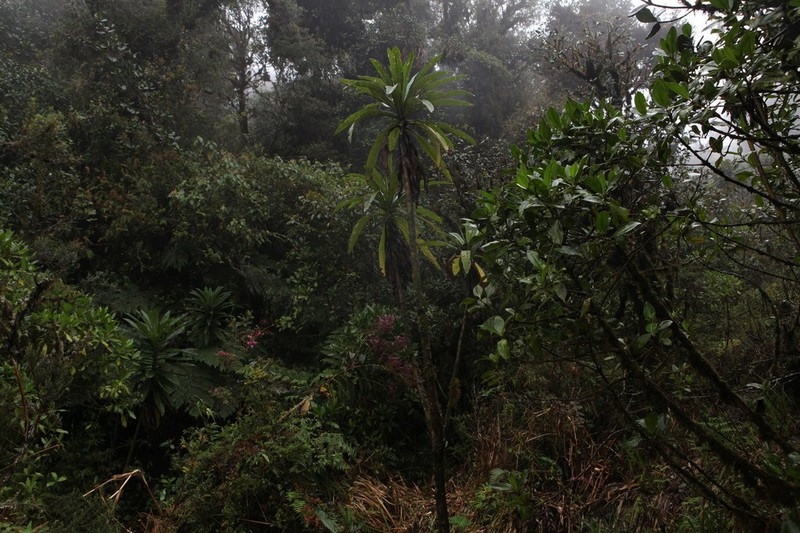 Espeletia cuatrecasasii
