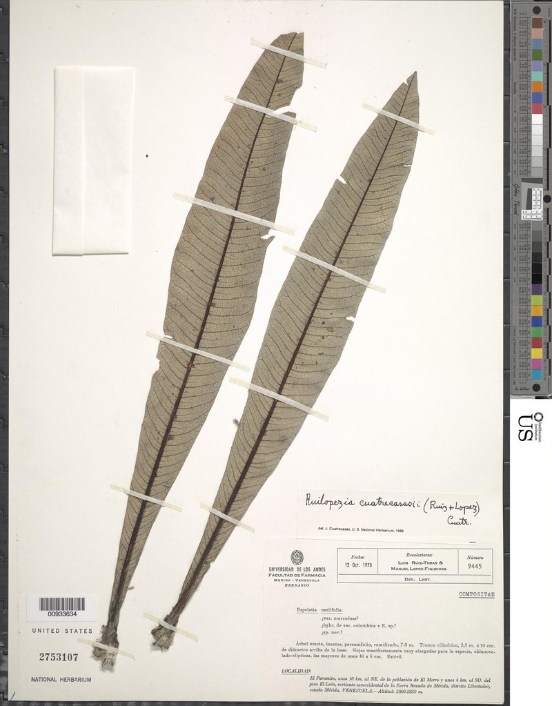 Espeletia cuatrecasasii photo 2