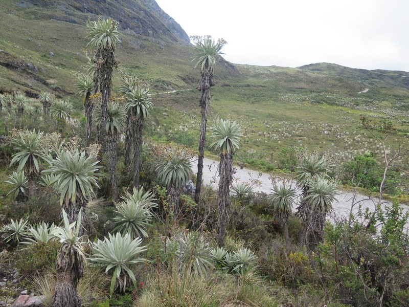 Espeletia curialensis photo 2