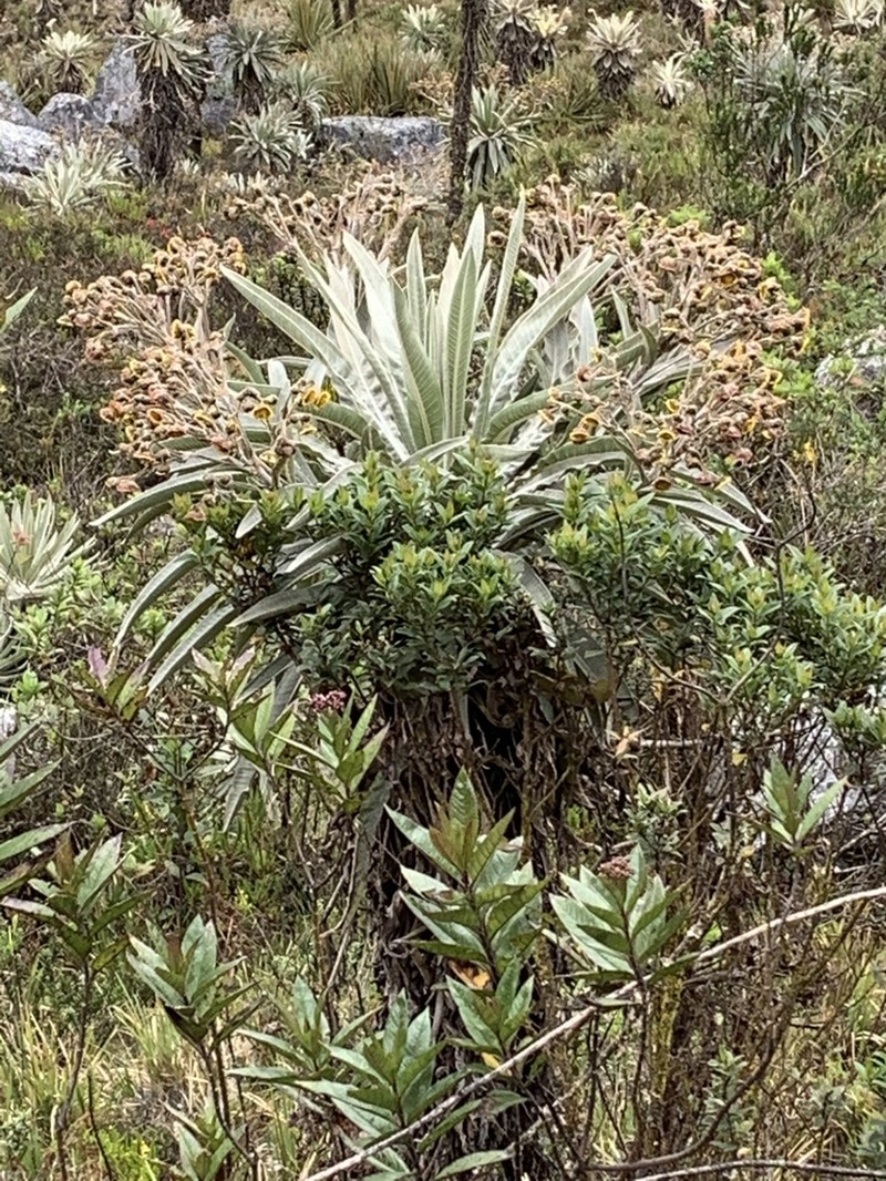 Espeletia curialensis photo 3